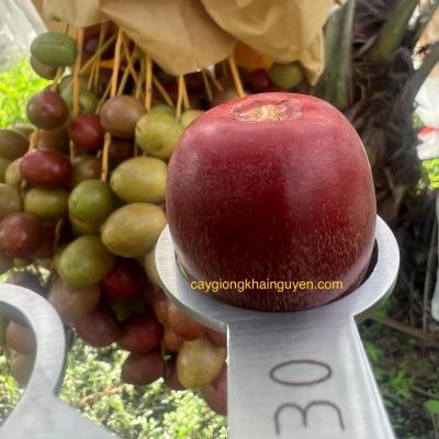 Chà là mô Red Barhee - 136